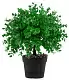 Plantă artificială Cilgin CLG05S Boxwood 27cm