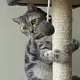 Когтеточка для кошек Purlov 21712, серый