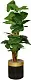 Искусственное растение Cilgin A133B Uzun Difenbahya 1.70м