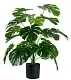 Plantă artificială Cilgin G333 Monstera 60cm