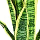 Искусственное растение Costway HW63230, желтый/зеленый